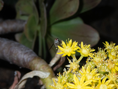 Phthiria antiqua