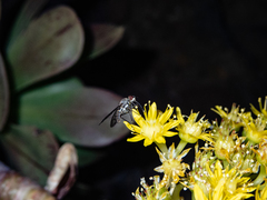 Phthiria antiqua