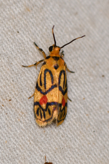Prepiella aurea