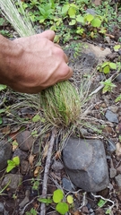 Aristida adscensionis
