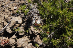 Delosperma brevisepalum