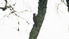 Campethera tullbergi