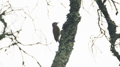 Campethera tullbergi