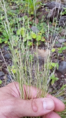 Aristida adscensionis