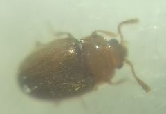 Coleoptera
