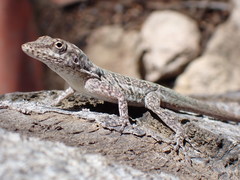 Anolis bonairensis