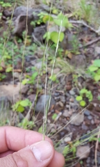 Aristida adscensionis