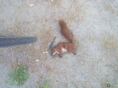 Sciurus vulgaris