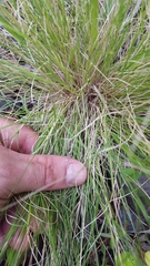 Aristida adscensionis