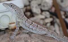 Anolis bonairensis