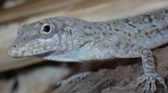 Anolis bonairensis