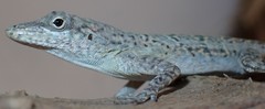 Anolis bonairensis