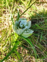 Colchicum melanthioides