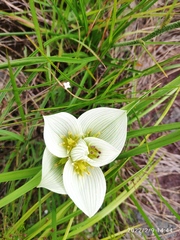 Colchicum melanthioides