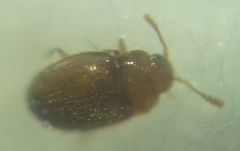 Coleoptera