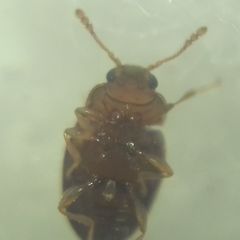 Coleoptera