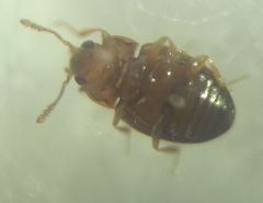 Coleoptera