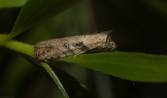 Calathusa metableta