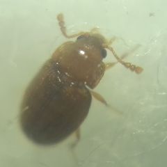 Coleoptera