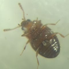 Coleoptera