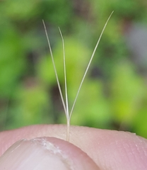 Aristida adscensionis