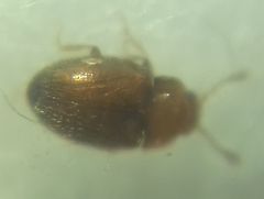 Coleoptera