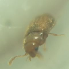 Coleoptera
