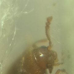 Coleoptera