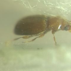 Coleoptera