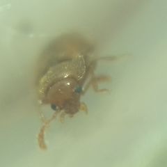 Coleoptera