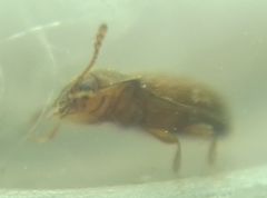 Coleoptera
