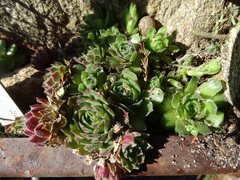 Sempervivum vicentei