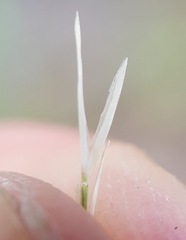 Aristida adscensionis