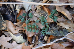 Cardamine macrocarpa