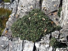 Oldenburgia intermedia