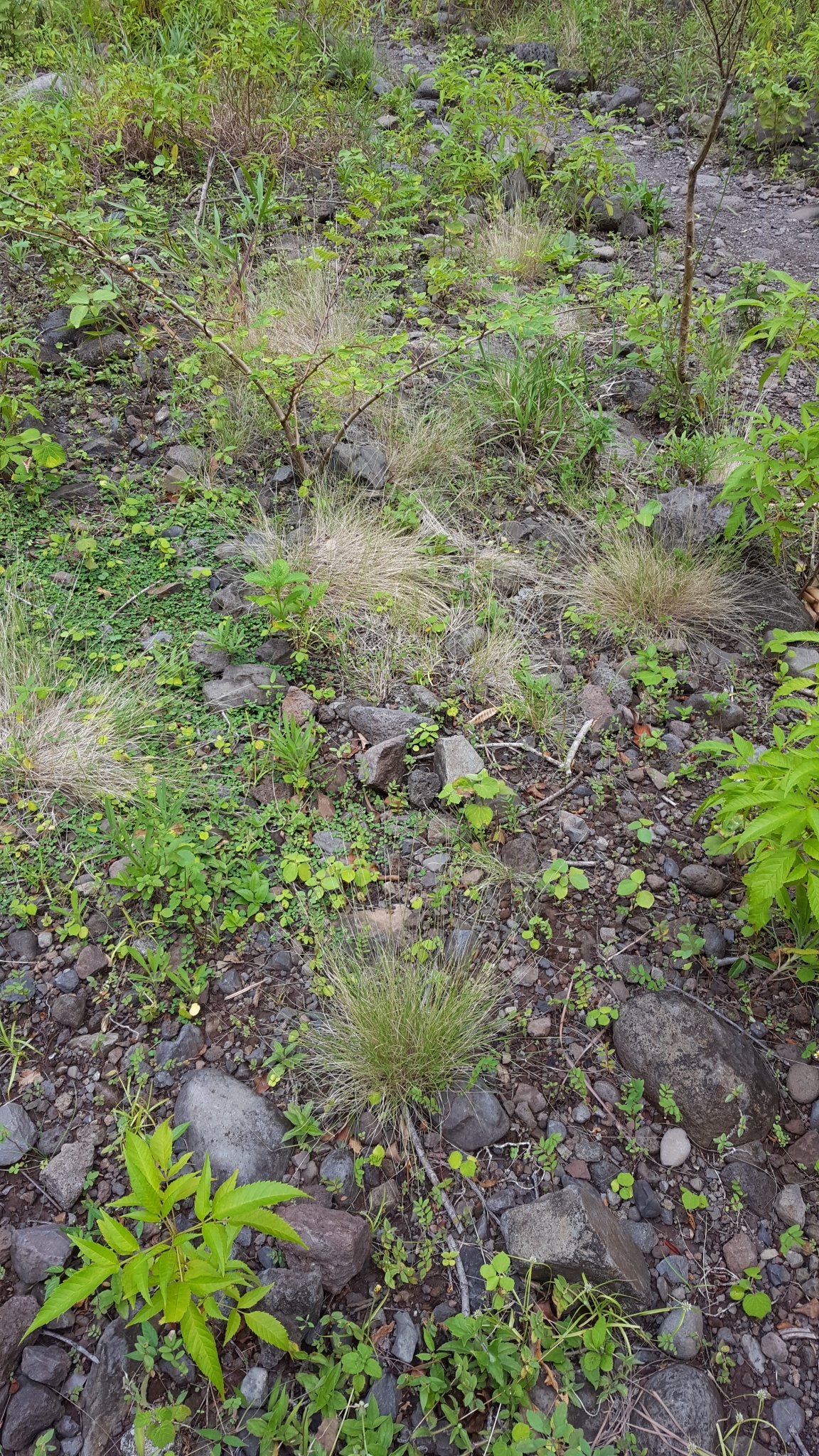 (c) François Rousseu, certains droits réservés (CC BY-NC) https://www.inaturalist.org/observations/106815039