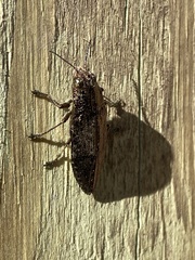Texania campestris