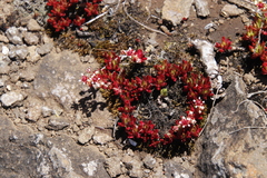 Crassula peploides