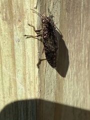 Texania campestris