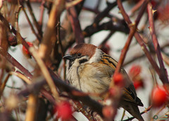 Passer montanus