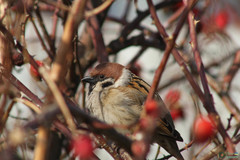 Passer montanus