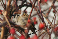 Passer montanus