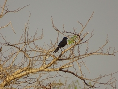 Bubalornis albirostris