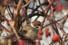 Passer montanus