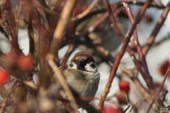 Passer montanus