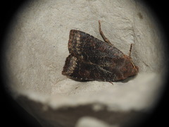Conistra ligula