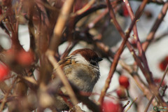 Passer montanus