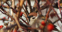 Passer montanus