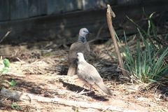 Streptopelia chinensis