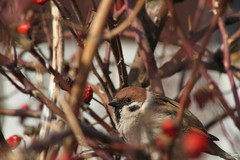 Passer montanus